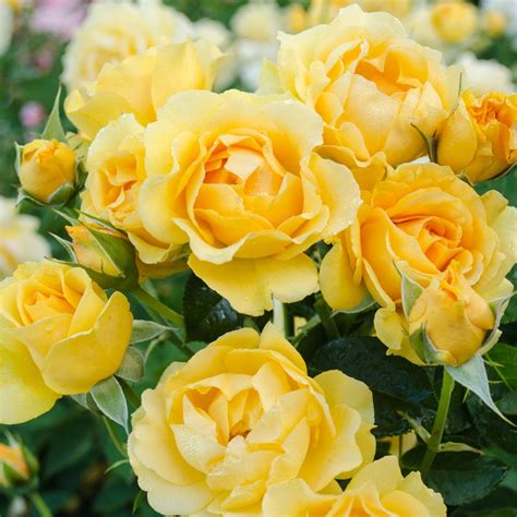 roses from lowes|roses at lowe's in stock.